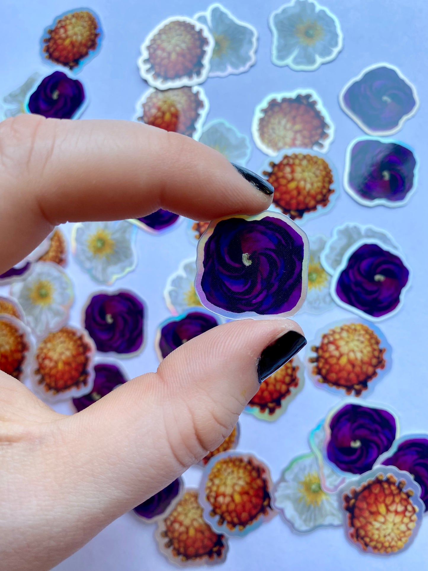 purple ranunculus sticker