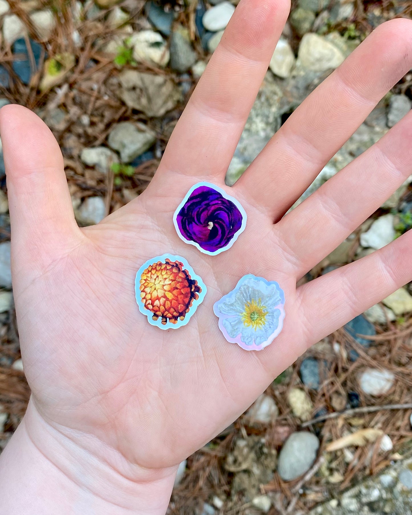 white poppy, orange chrysanthemum, and purple ranunculus stickers in a hand for size reference