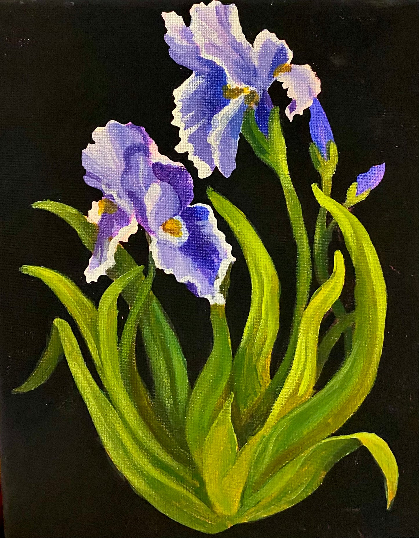 Irises